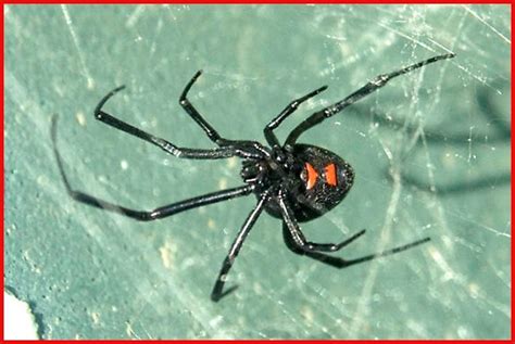 Northern Black Widow Arachnids Of Ohio · Inaturalist