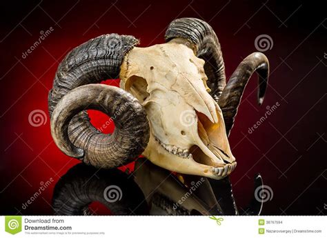 Animal Skull With Big Horn Stock Photo Image Of Creepy 38767594