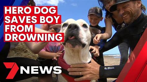 Hero Dog Rescues Boy From Drowning In Adelaides South 7news Youtube