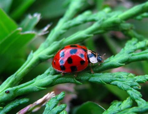 無料画像 自然 花 緑 昆虫 ミツバチ 動物相 レディバード 無脊椎動物 閉じる 葉 甲虫 マクロ撮影 リーフ