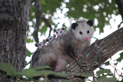 Where Do Opossums Live Nests Habitat And Geography