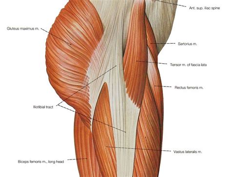 Learn about their differences and the common injuries that affect them here. Upper Leg Muscles And Tendons - Plantaris Tendon The ...