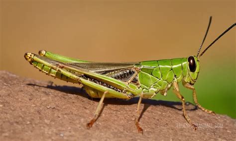 Leichhardts Grasshopper Symbolism And Meaning Your Spirit Animal