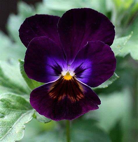 It takes its name from the greek word for a rainbow, which is also the name for the greek goddess of the rainbow, iris. Viola | Viola flower, Purple flowers, Beautiful blooms