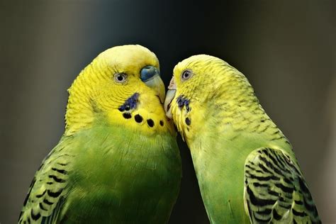 Parrots Couple Kiss Free Photo On Pixabay