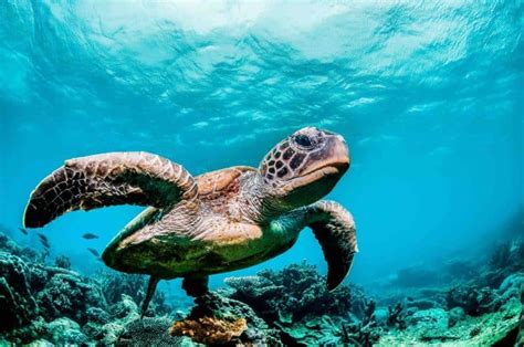 40 Sea Turtle Facts You Have To Know Now Facts Net