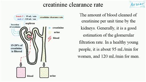 We did not find results for: creatinine clearance rate (English) - Medical terminology ...