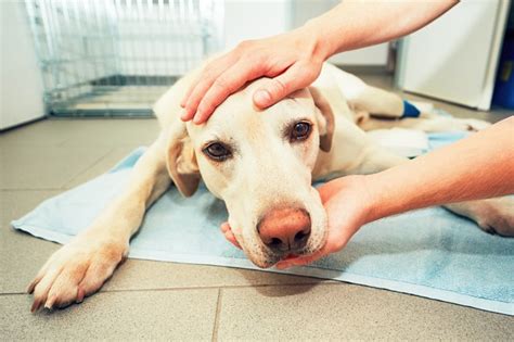What Are The Treatments For A Meibomian Cyst In Dogs Cuteness
