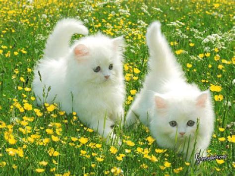 Cats Flowers Nature Kittens Garden Cute Kittens White