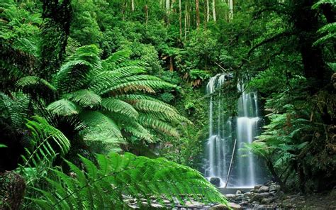 A Wallpaper With A Waterfall In A Forest 73 Nature Forest Wallpaper