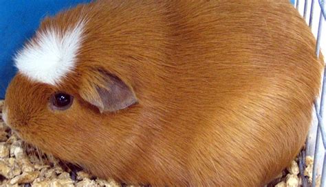What Breed Of Guinea Pig Lives The Longest Complete List Pocket