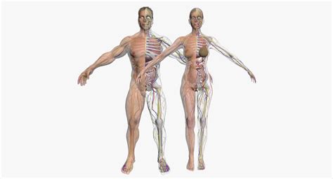 Full Female And Male Body Anatomy Dsmax D Model Body Anatomy