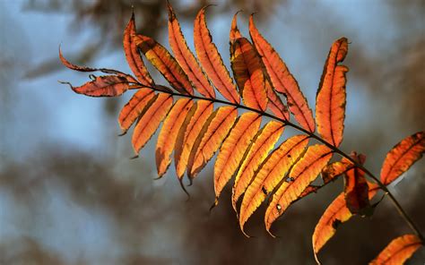 Wallpaper Orange Long Leaves Twigs Autumn 1920x1200 Hd Picture Image