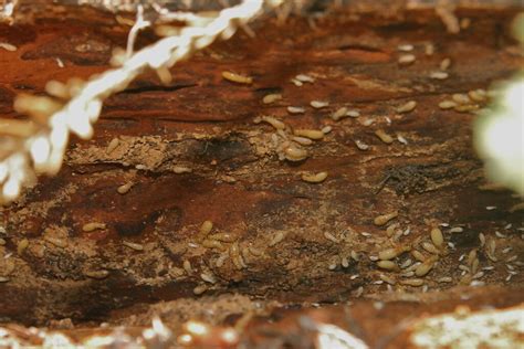 Termites In Oregon Are Termites A Problem In Oregon