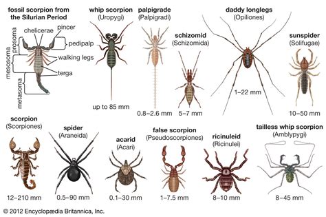 Arachnid Definition Facts And Examples Britannica