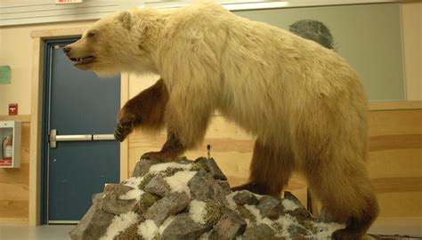 Grizzly Polar Bear Hybrids Spotted In Canadian Arctic