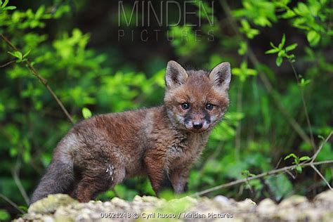 Red Fox Stock Photo Minden Pictures
