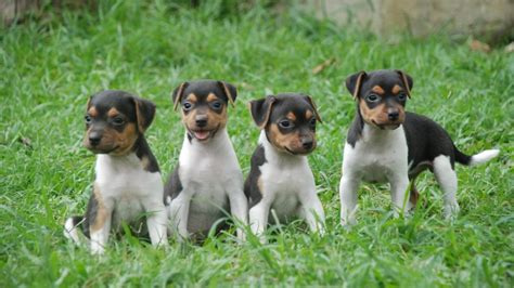 Os Mais Adoráveis Filhotes De Cachorro De Raças Brasileiras Captados Em