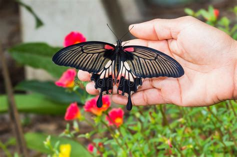 Great mormon (papilio memnon) great mormon. Great Mormon (Papilio Memnon Agenor) Butterfly Stock Photo ...