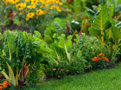 Vegetables To Plant Together