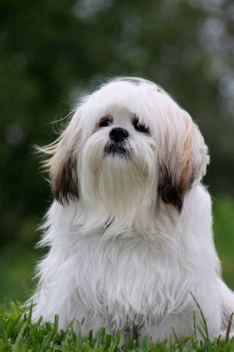 They're very careful with their socialisation, and they may be suspicious of everyone the lhasa apso is rather intelligent, and they have their own mind. Top 10 Low-Maintenance Dog Breeds Perfect for Busy Owners ...