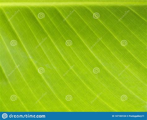 Close Up Of Green Leaf Stock Photo Image Of Natural 147103124