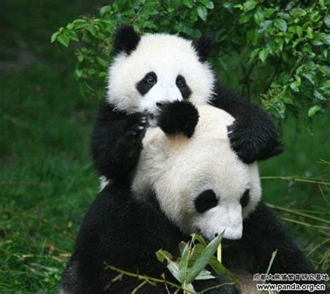 Baby And Mother Panda Animals Pinterest