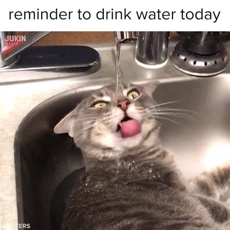 Stay Hydrated Meme Funny