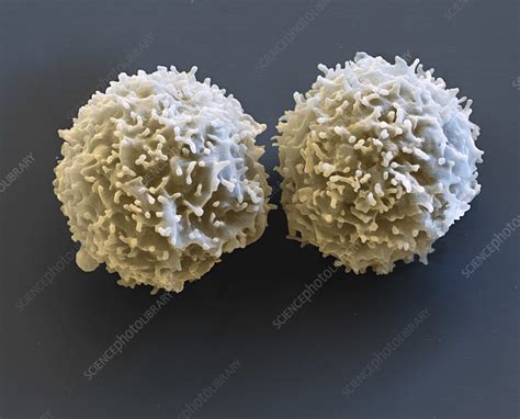 T Lymphocyte White Blood Cells Sem Stock Image C0459771 Science