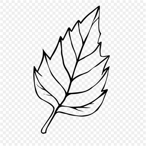 Line Sketch Leaf Leaf Drawing Leaf Sketch Minimal Png And Vector