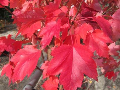 Red Maple October Glory Plants For Spaces