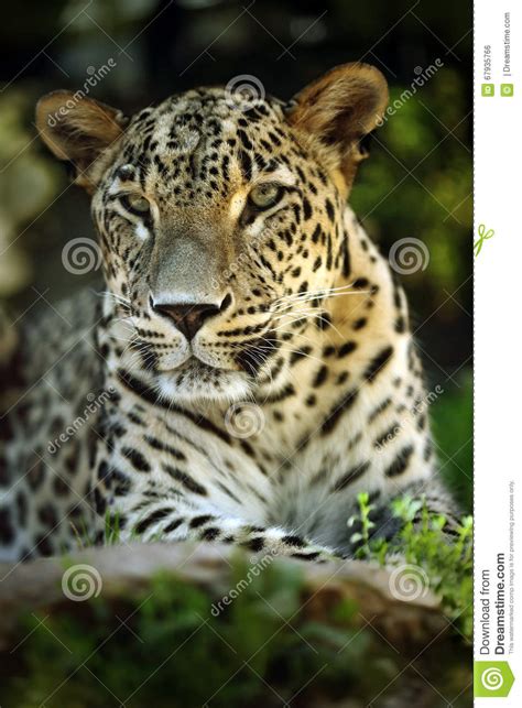 Detail Portrait Of Wild Cat Jaguar Costa Rica Stock Photo Image Of