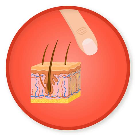 Skin Clipart Integumentary System Skin Integumentary System