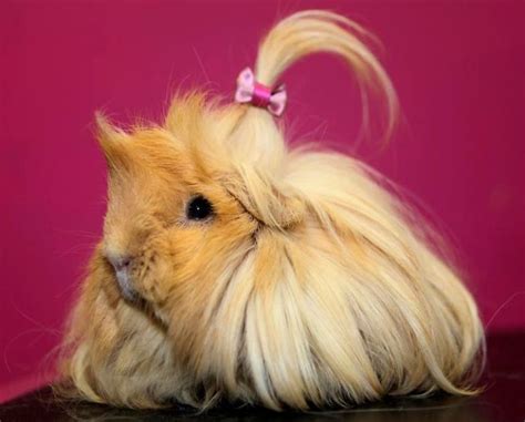 53 Guinea Pigs With The Most Majestic Hair Bored Panda