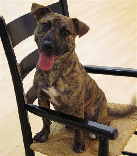The tail is carried horizontally. Pet of the Day: Doug is a 1-year-old American pit bull ...
