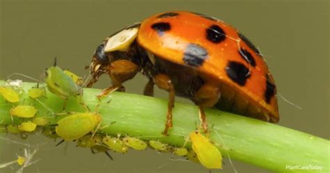 Ladybugs Preys What Pests Do Ladybugs Eat Besides Aphids