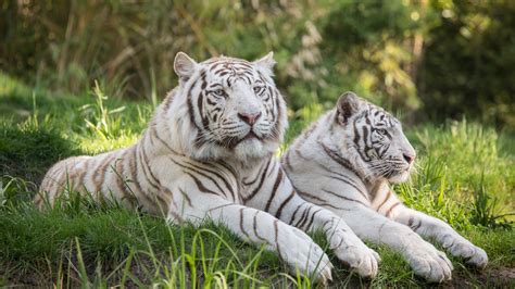 Please contact us if you want to publish a tiger 4k wallpaper on our site. Two white tigers, grass, rest Wallpaper | 3840x2160 UHD 4K ...