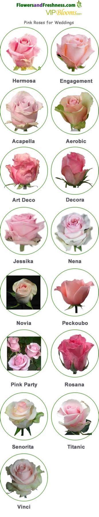 Learn About Types Of Pink Flowers And See Pink Flower Images To Help