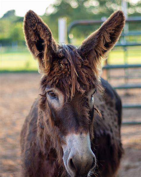 Link Our Donkey He Is A Mix Of A Rare Breed French Poitou Donkey So He