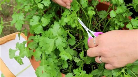How To Harvest Cilantro Without Killing The Plant 6 Step Guide With Image