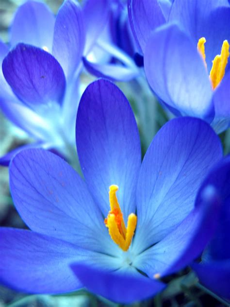 Planting spring flowers is a great way to brighten up a yard at the end of winter. blue flower | Tom Szymanski | Flickr