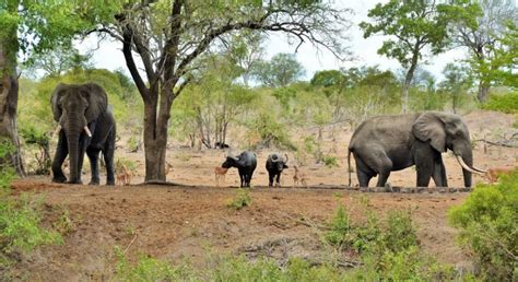 Private Safari Lodges In Kruger National Park Exclusive