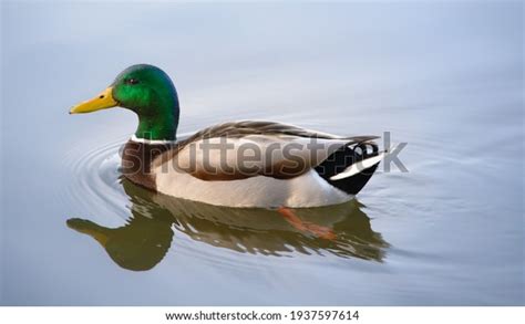 252263 Duck Swimming Images Stock Photos And Vectors Shutterstock