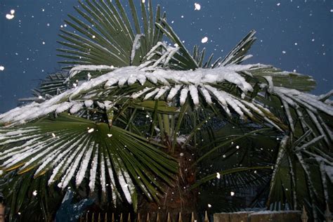 Palm Trees In Winter By Teriiiixd On Deviantart