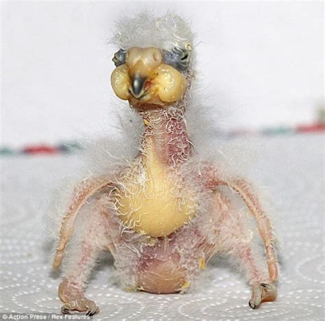 애 뭐야 세계에서 가장 못생긴 새 아기 앵무새 넬슨 털없는 새끼 앵무새 네이버 블로그