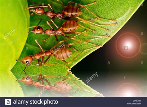 In deutschen gärten tummeln sich bevorzugt die schwarze und gelbe wegameise und rote waldameise. Rote Ameisen Im Garten Inspirierend Ameisen Team ...
