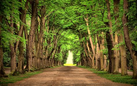 Download Landscape Nature Road Green Trees Beautiful Wallpaper By