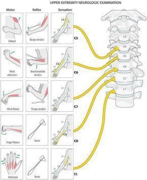 S1 Nerve Roots Reflexes Lumbar Nerve Root Compression Pta