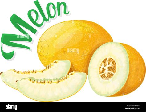 Melon Vector Illustration Stock Vector Image And Art Alamy