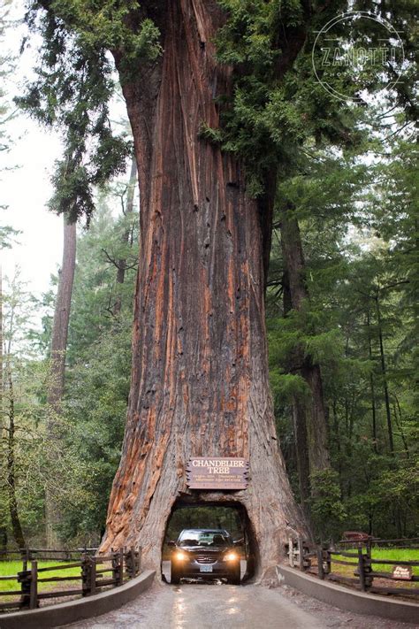 Northern California Redwoods Drive Thru Tree With Images Beautiful